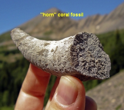 fossil identification by shape